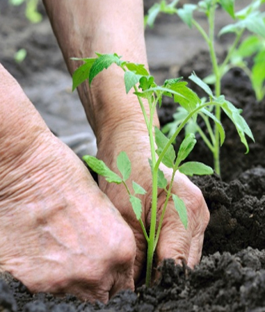 Pessoas plantando árvores